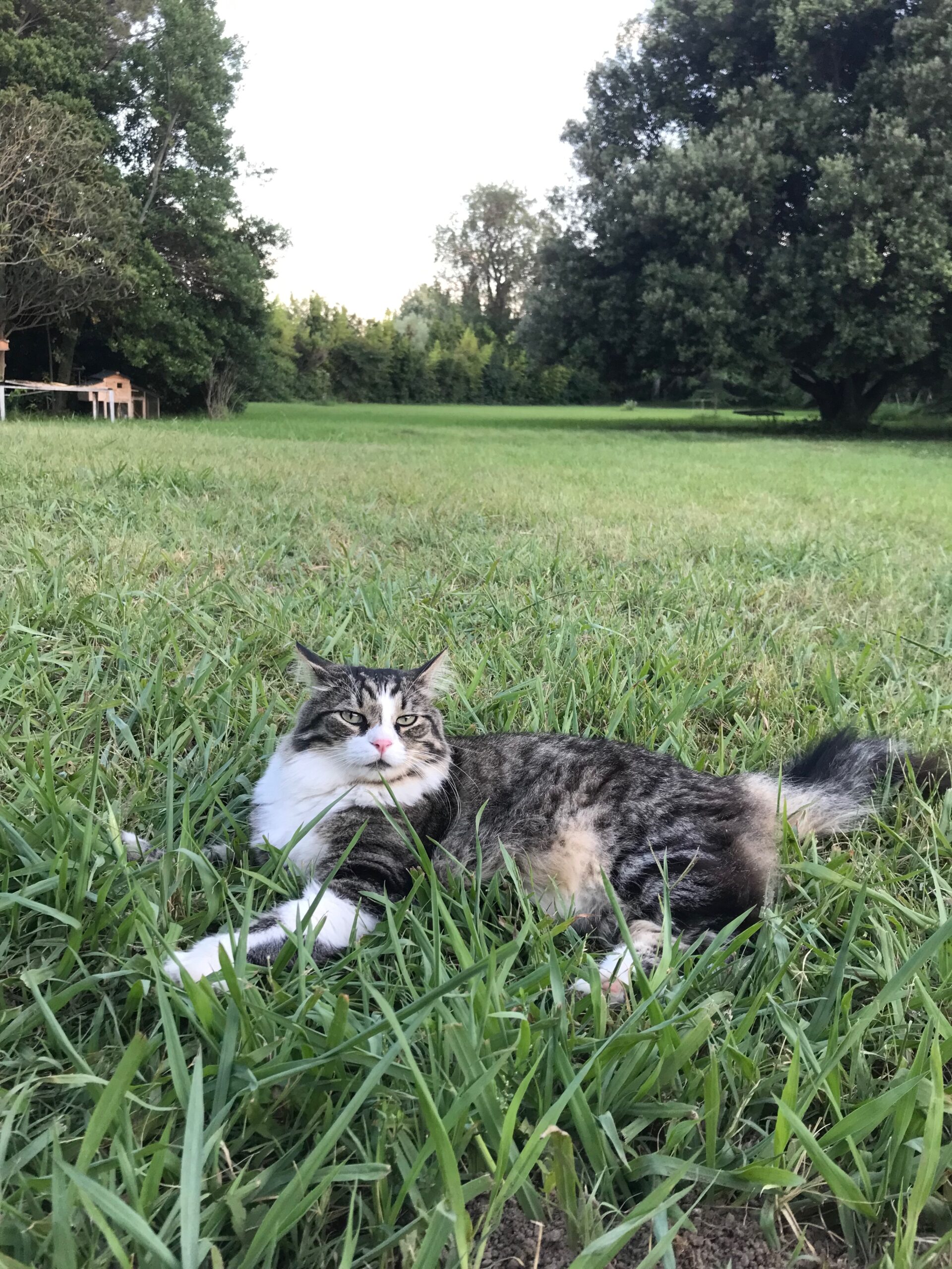 Le chat parc